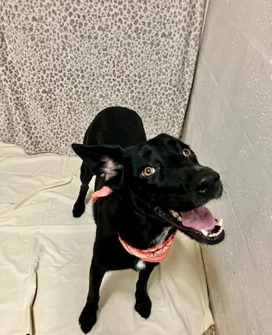 Enlarge Nova, a Adopted mixed breed in Oklahoma City, OK image 4/6