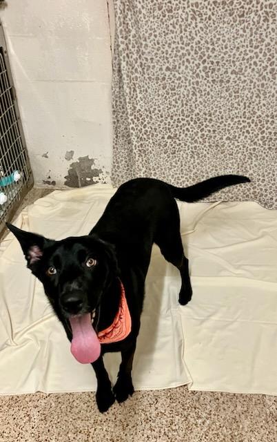 Enlarge Nova, a Adopted mixed breed in Oklahoma City, OK image 1/6