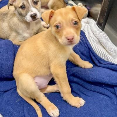 Daisy, a Adoptable mixed breed in San Francisco, CA image 1/3