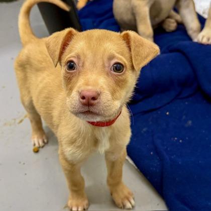 Daisy, a Adoptable mixed breed in San Francisco, CA image 2/3