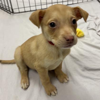 Daisy, a Adoptable mixed breed in San Francisco, CA image 3/3