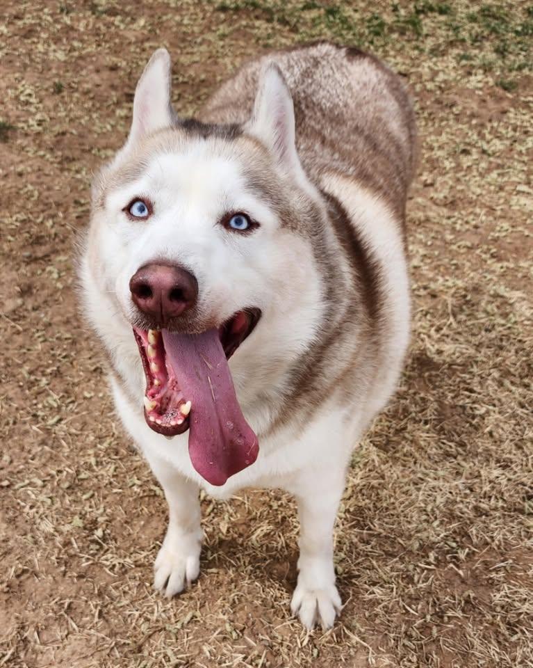 Enlarge Koda, an adopted Husky in Saint George, UT image 1/1