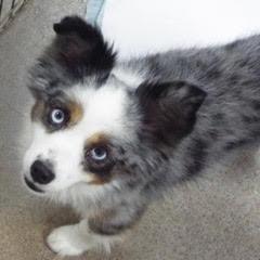 Max, an adopted Australian Shepherd in Green Valley, AZ image 2/2