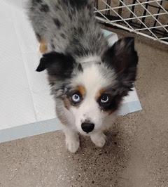 Max, adopted, Adult Male Australian Shepherd.