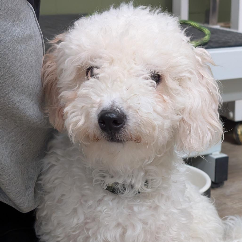 Casper, Adoptable, Young Male Poodle.