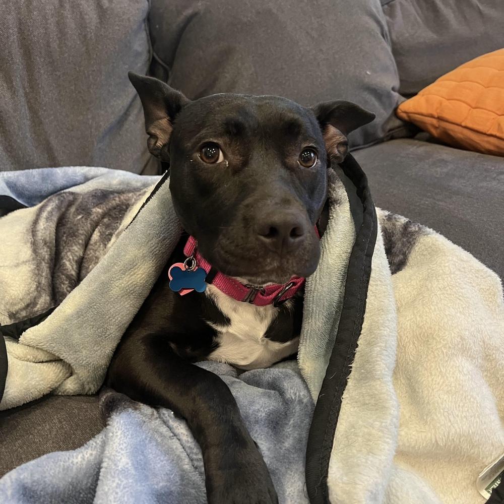 Enlarge Indigo - AVAILABLE, a Adoptable Pit Bull Terrier in Seattle, WA image 1/6