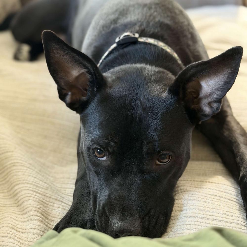 Enlarge Indigo - AVAILABLE, a Adoptable Pit Bull Terrier in Seattle, WA image 2/6