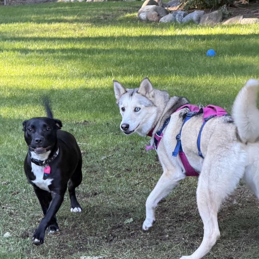 Enlarge Indigo - AVAILABLE, a Adoptable Pit Bull Terrier in Seattle, WA image 3/6