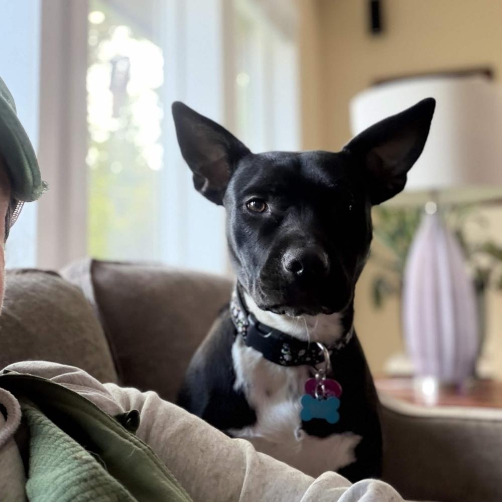 Enlarge Indigo - AVAILABLE, a Adoptable Pit Bull Terrier in Seattle, WA image 5/6