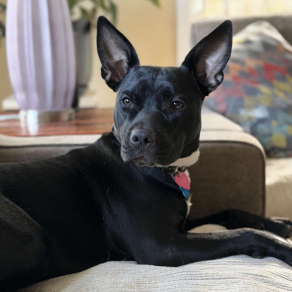 Enlarge Indigo - AVAILABLE, a Adoptable Pit Bull Terrier in Seattle, WA image 6/6