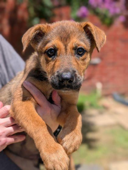 Ruby, Adoptable, Adult Female Australian Shepherd & Mixed Breed.