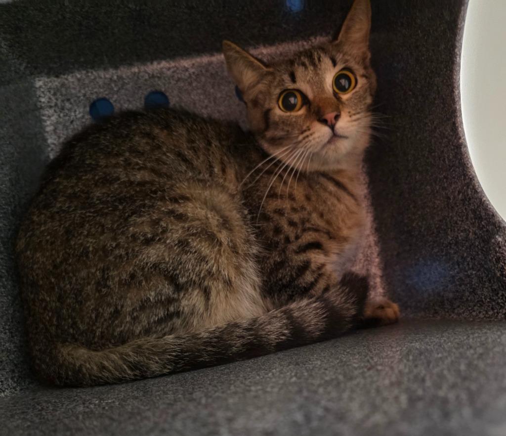 Éowyn, Adoptable, Young Female Domestic Short Hair.