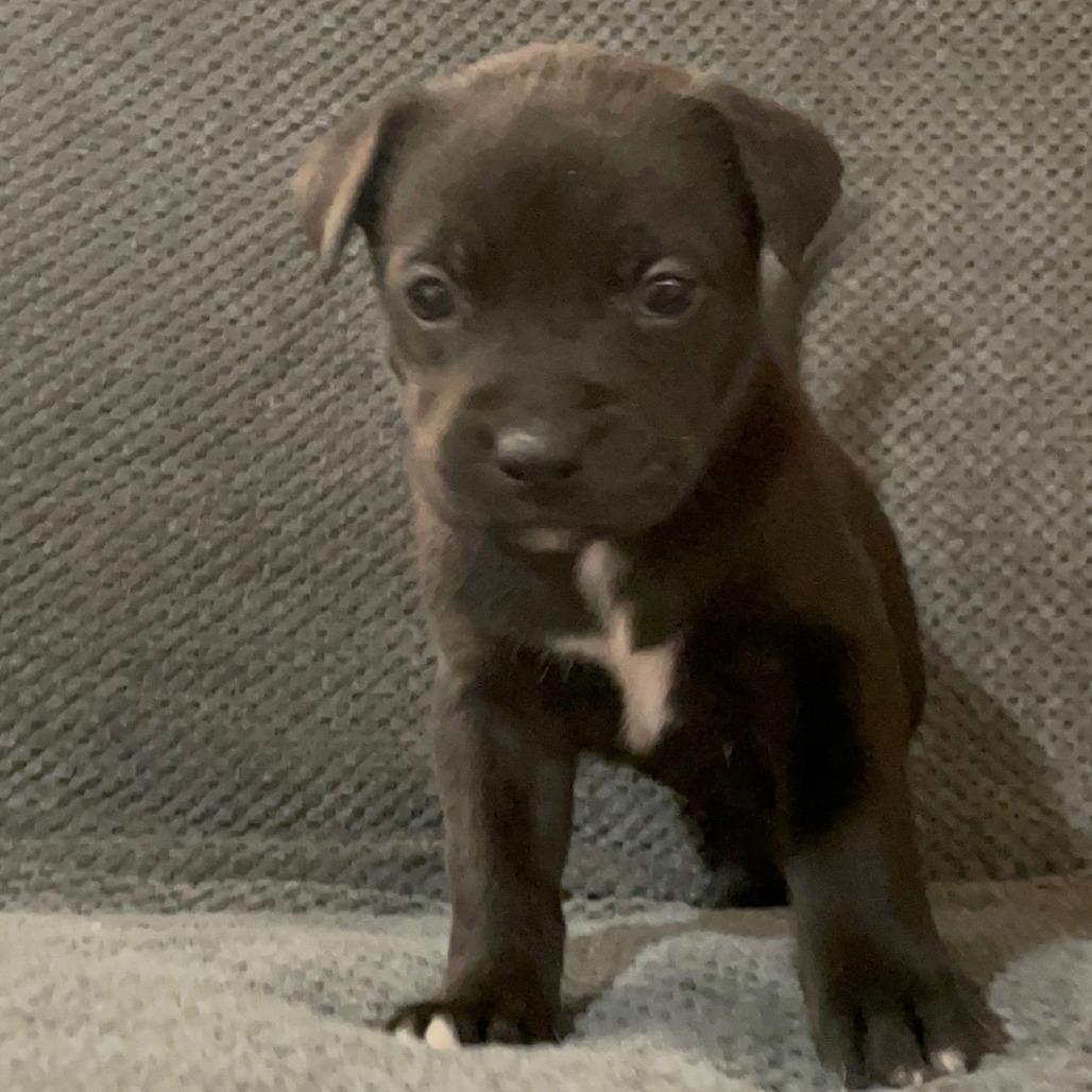 Enlarge Newt D9695, a Adoptable mixed breed in Princeton, MN image 1/5