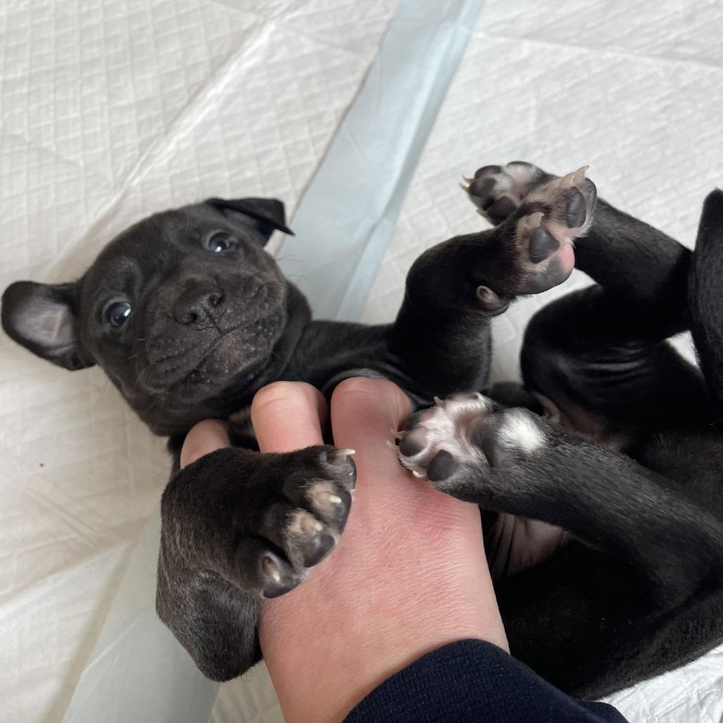 Enlarge Newt D9695, a Adoptable mixed breed in Princeton, MN image 2/5