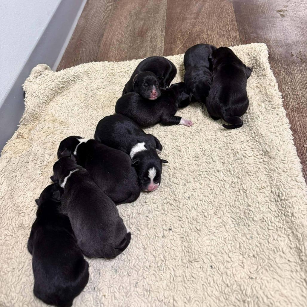 Enlarge Newt D9695, a Adoptable mixed breed in Princeton, MN image 4/5