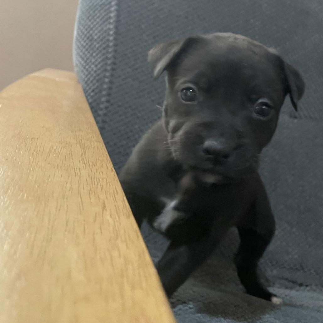 Enlarge Newt D9695, a Adoptable mixed breed in Princeton, MN image 5/5