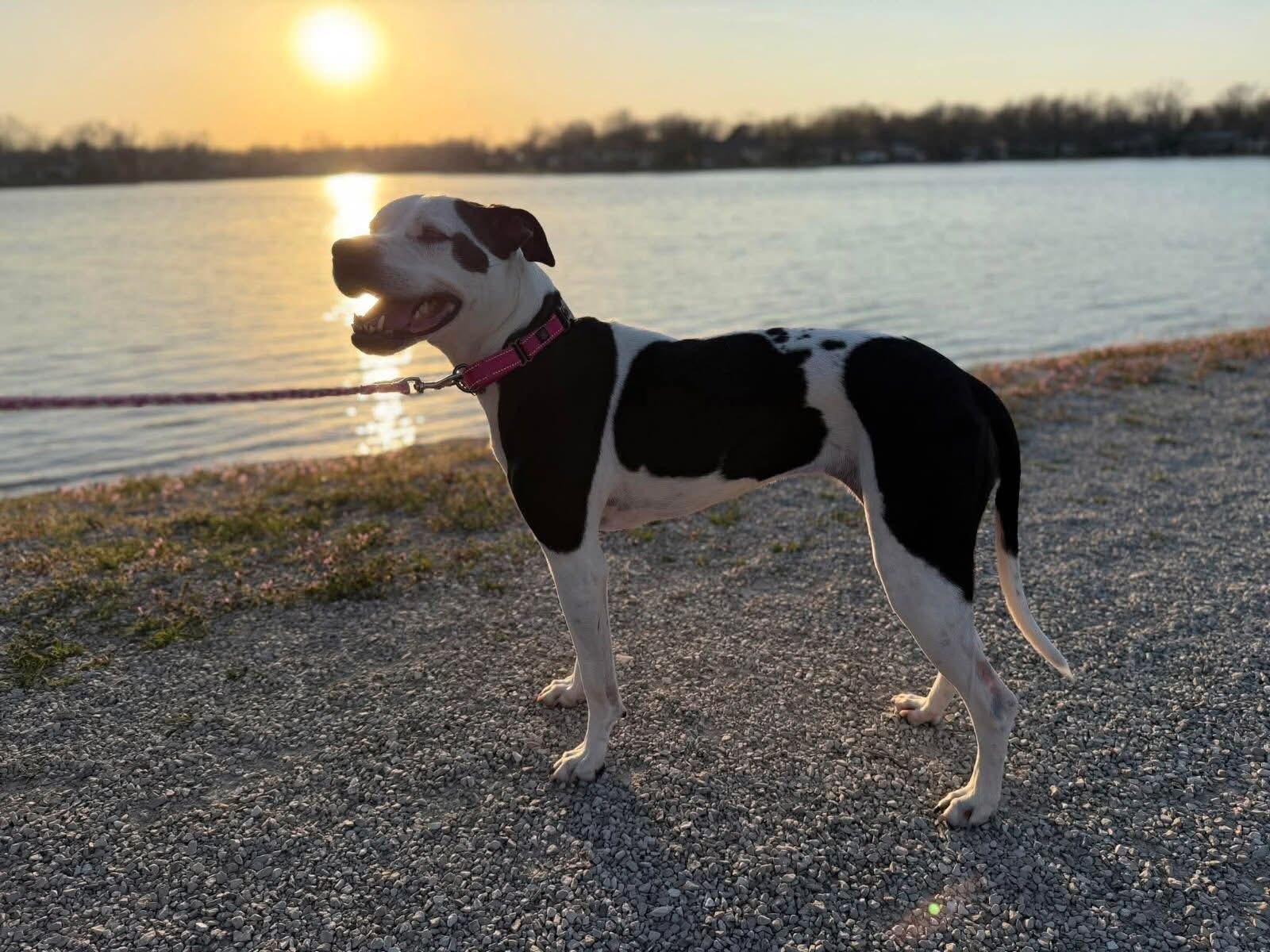 Enlarge Jersey, a Adoptable mixed breed in Jefferson City, MO image 4/4