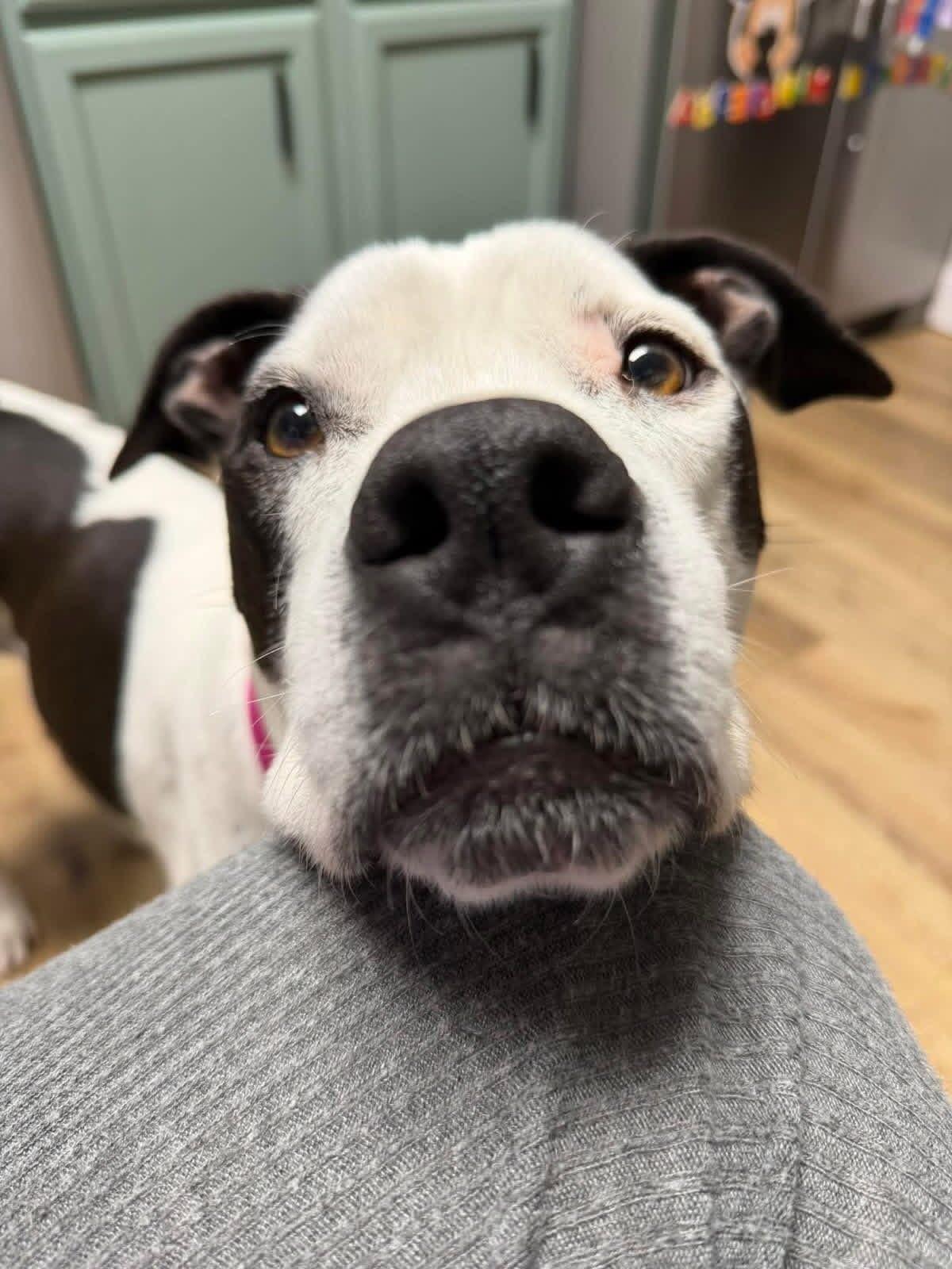 Jersey, Adoptable, Adult Female Pit Bull Terrier.