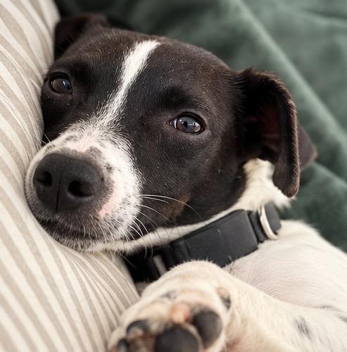 Enlarge Dennis, a Adoptable mixed breed in Washington, MI image 2/6