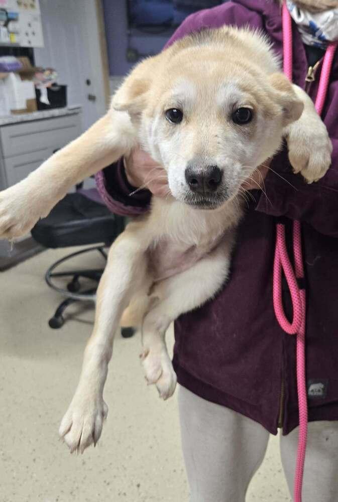 Bridget, Adoptable, Puppy Female Labrador Retriever.