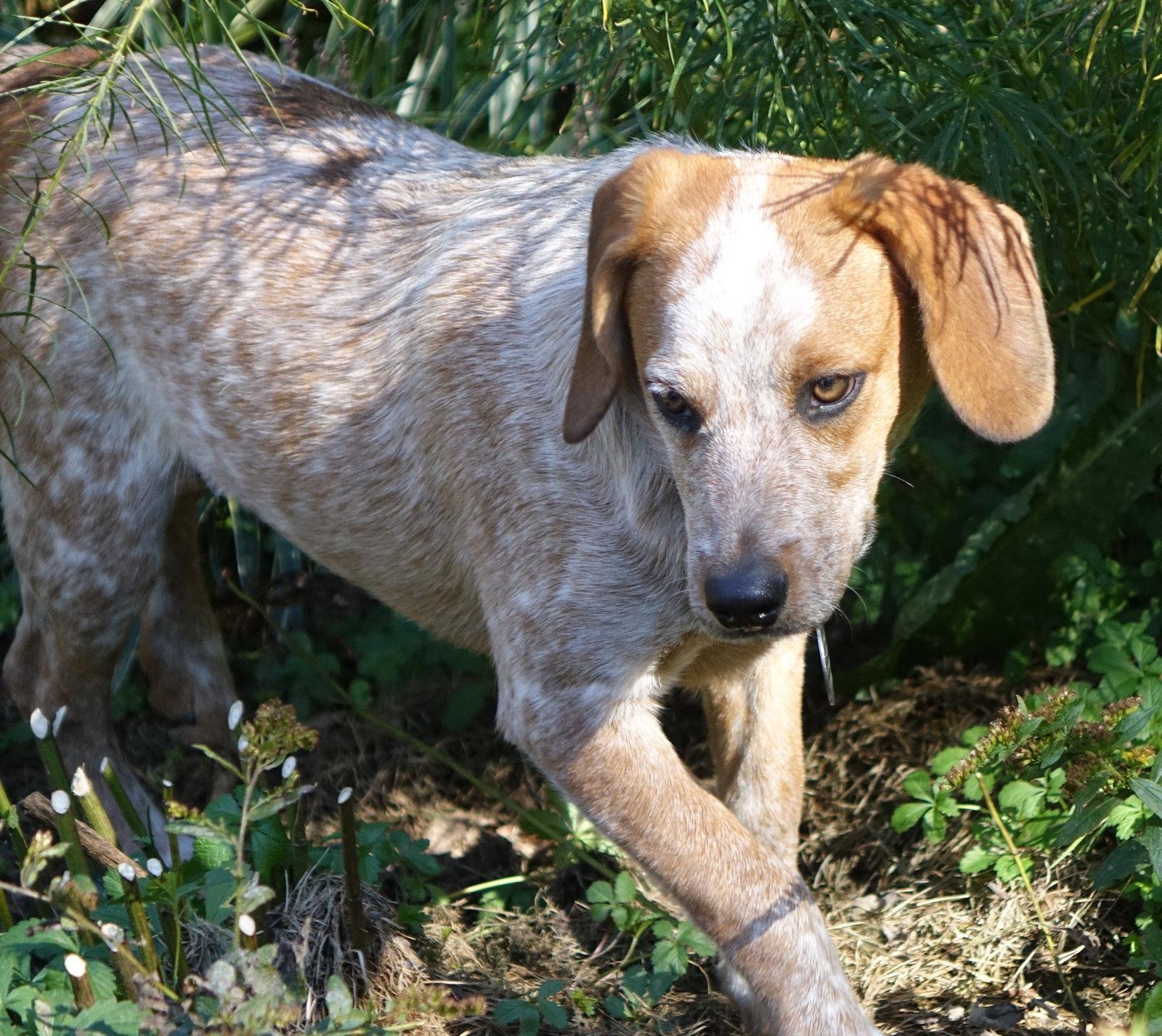 Cody, Adoptable, Young Male Australian Cattle Dog / Blue Heeler & Beagle.