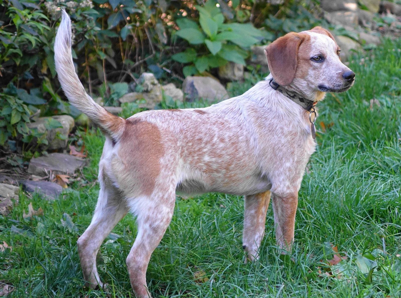 Enlarge Cody, a Adoptable mixed breed in Doylestown, PA image 2/3