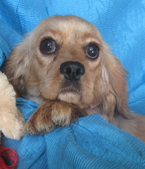Emiley, Adopted, Adult Female Cocker Spaniel & Cavalier King Charles Spaniel.