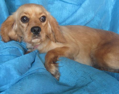 Emiley, a Adopted mixed breed in Cuba, NY image 2/3