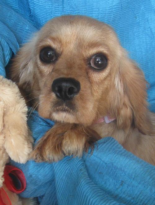 Emiley, a Adopted mixed breed in Cuba, NY image 3/3