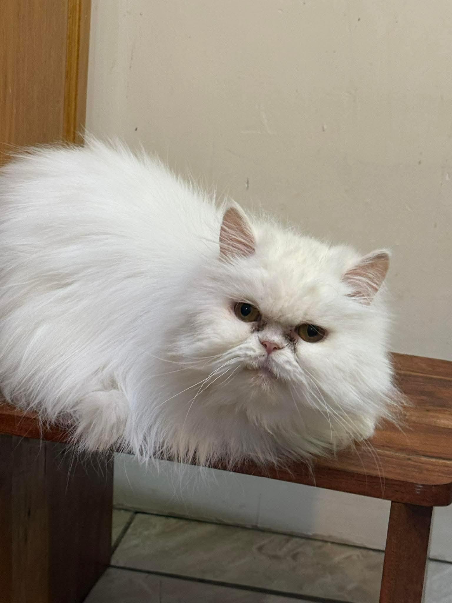 Enlarge Fluffy, an adopted Persian in Bayonne, NJ image 1/5