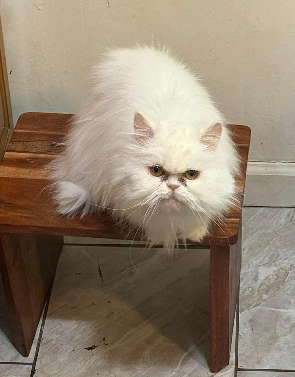 Enlarge Fluffy, an adopted Persian in Bayonne, NJ image 3/5