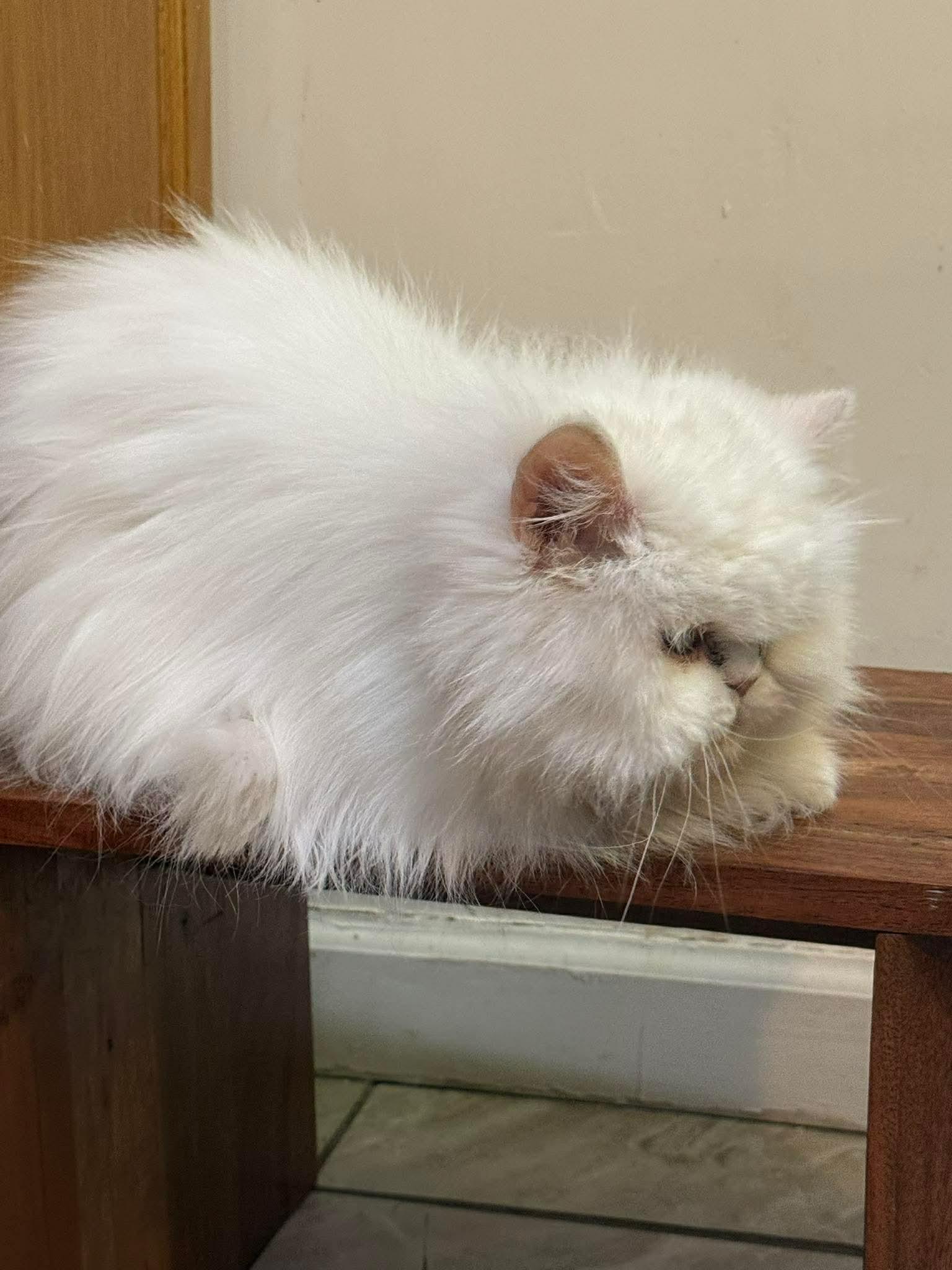 Enlarge Fluffy, an adopted Persian in Bayonne, NJ image 4/5