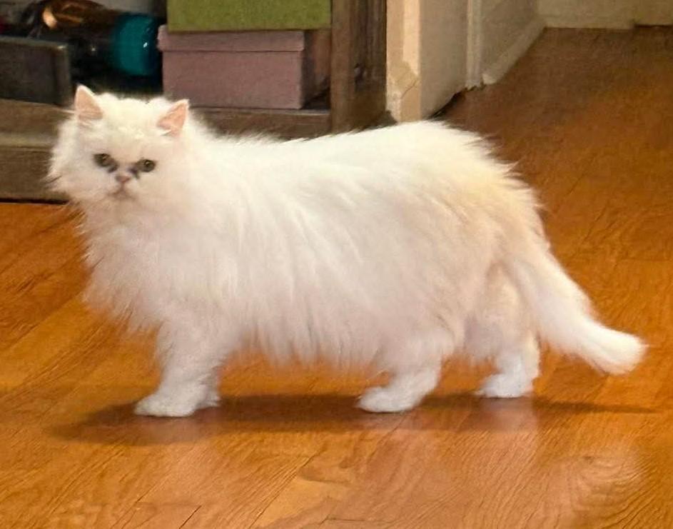 Enlarge Fluffy, an adopted Persian in Bayonne, NJ image 5/5