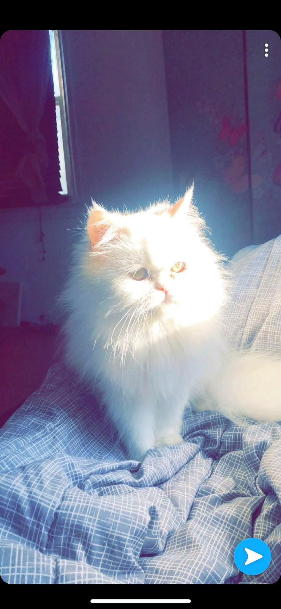 Enlarge Fluffy, an adopted Persian in Bayonne, NJ image 2/5