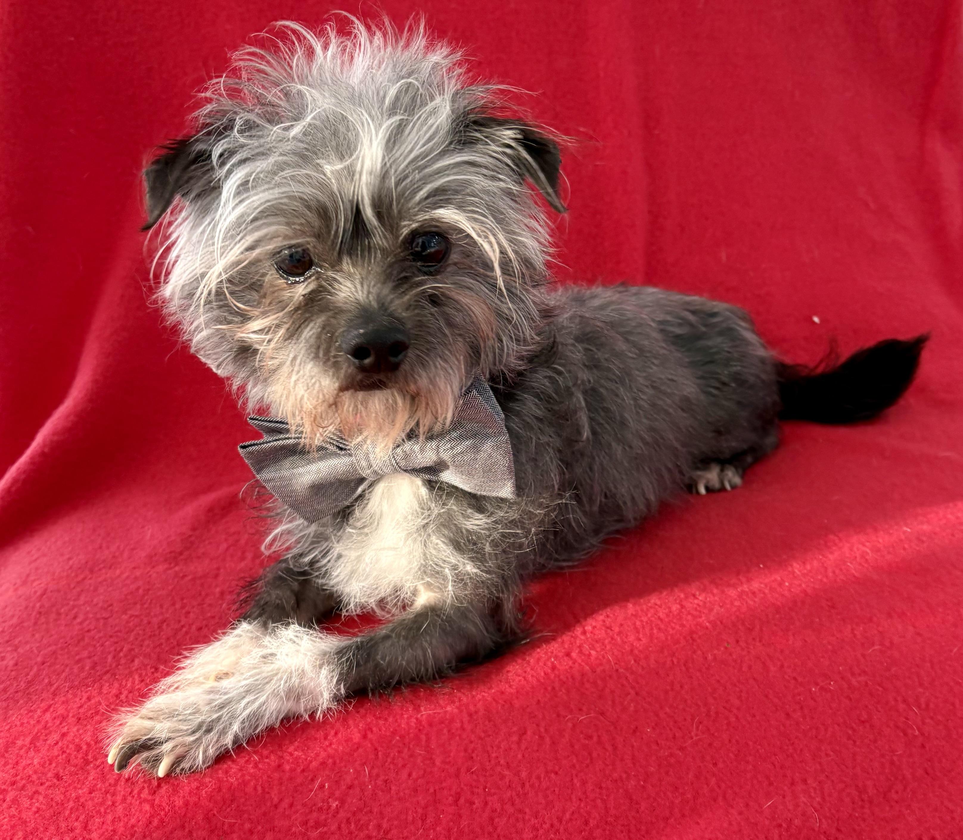 Pee-Wee - ADOPTION Pending, a ADOPTABLE mixed breed in Warren, NJ image 5/6