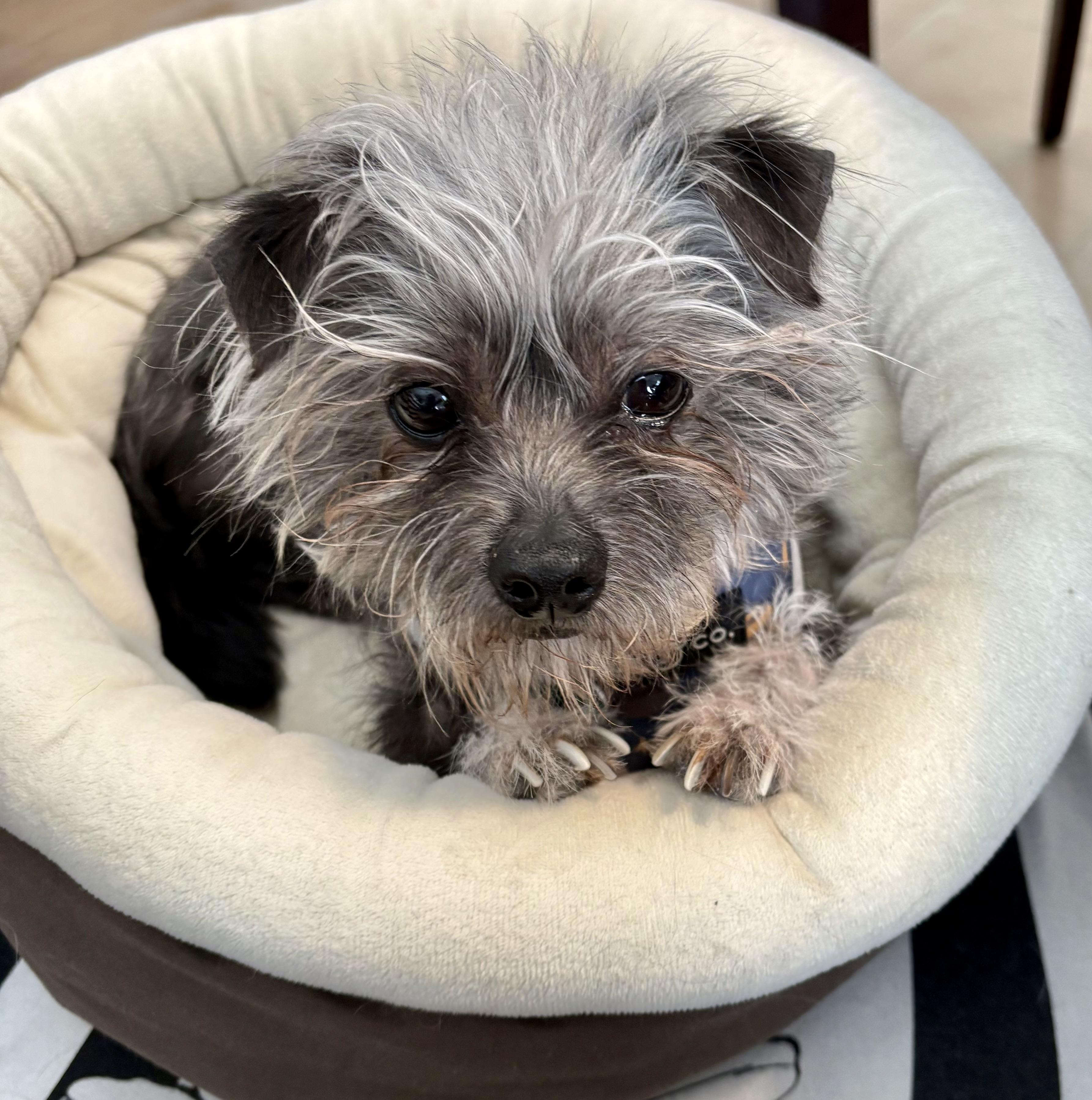 Pee-Wee - ADOPTION Pending, a ADOPTABLE mixed breed in Warren, NJ image 6/6