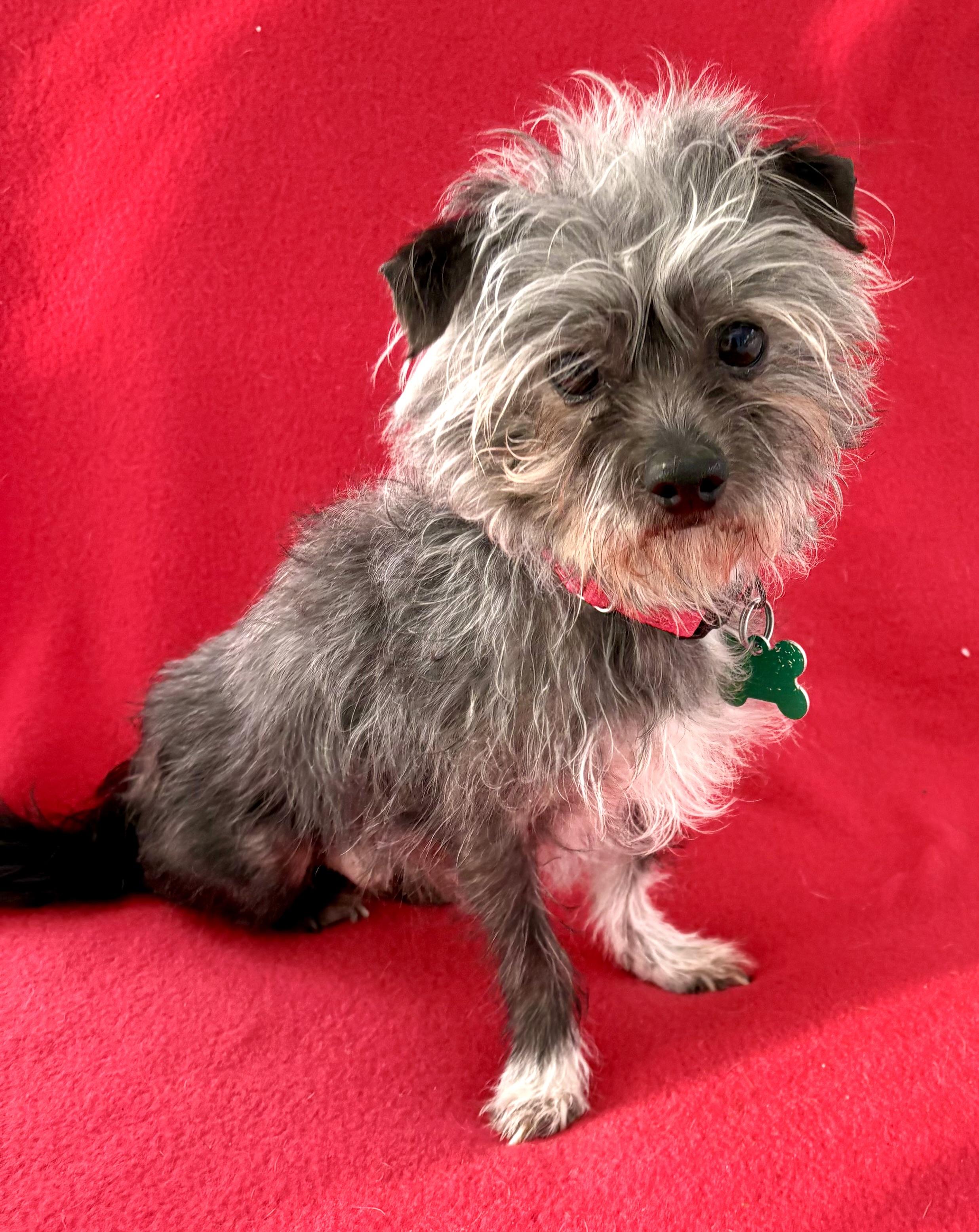 Pee-Wee - ADOPTION Pending, a ADOPTABLE mixed breed in Warren, NJ image 4/6