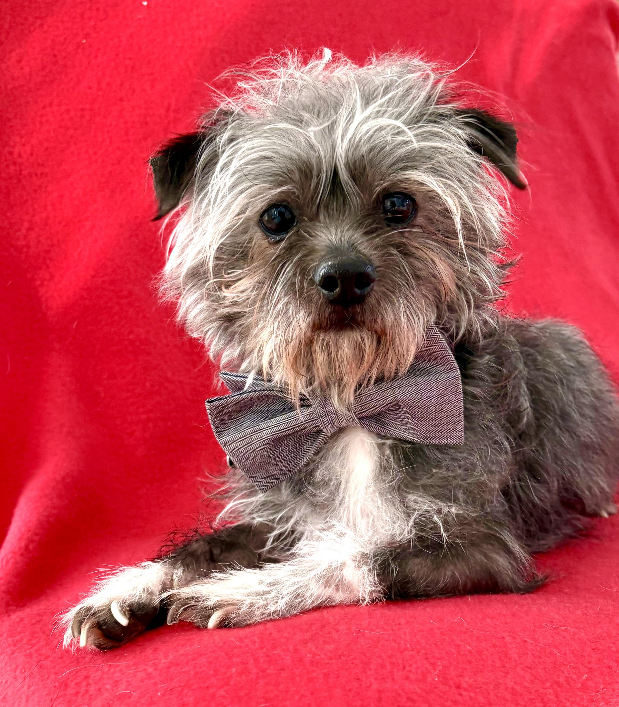 Pee-Wee, ADOPTABLE, Adult Male Terrier.