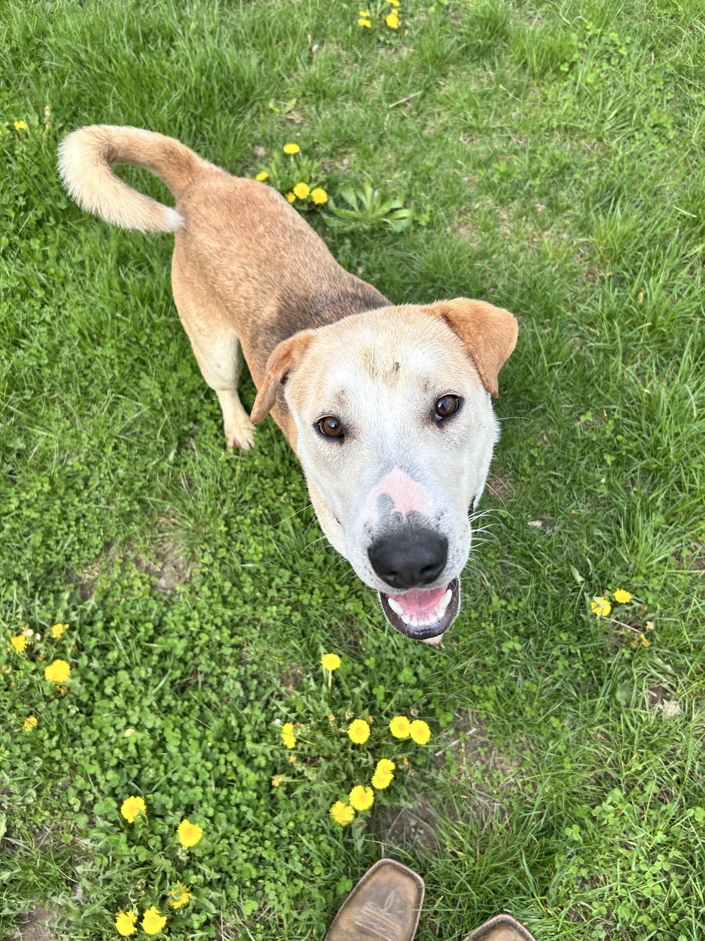 Enlarge Elijah, a Adoptable mixed breed in Valparaiso, IN image 2/6