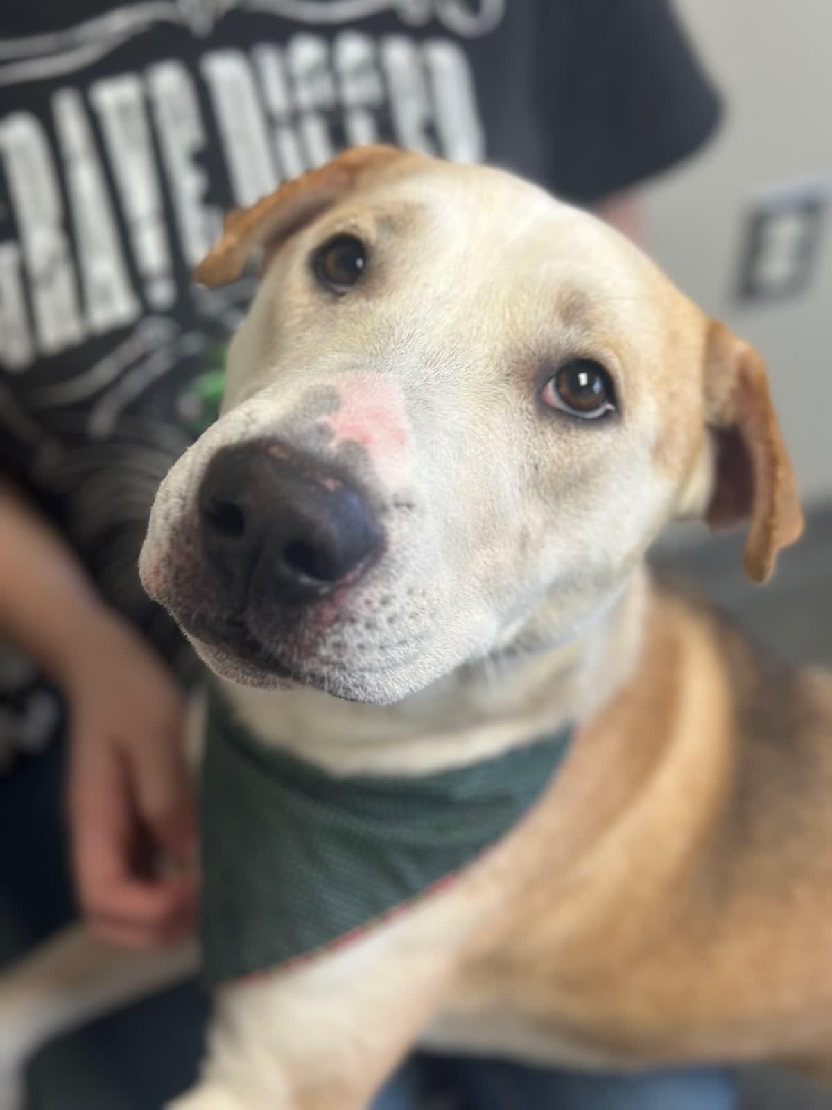 Enlarge Elijah, a Adoptable mixed breed in Valparaiso, IN image 5/6