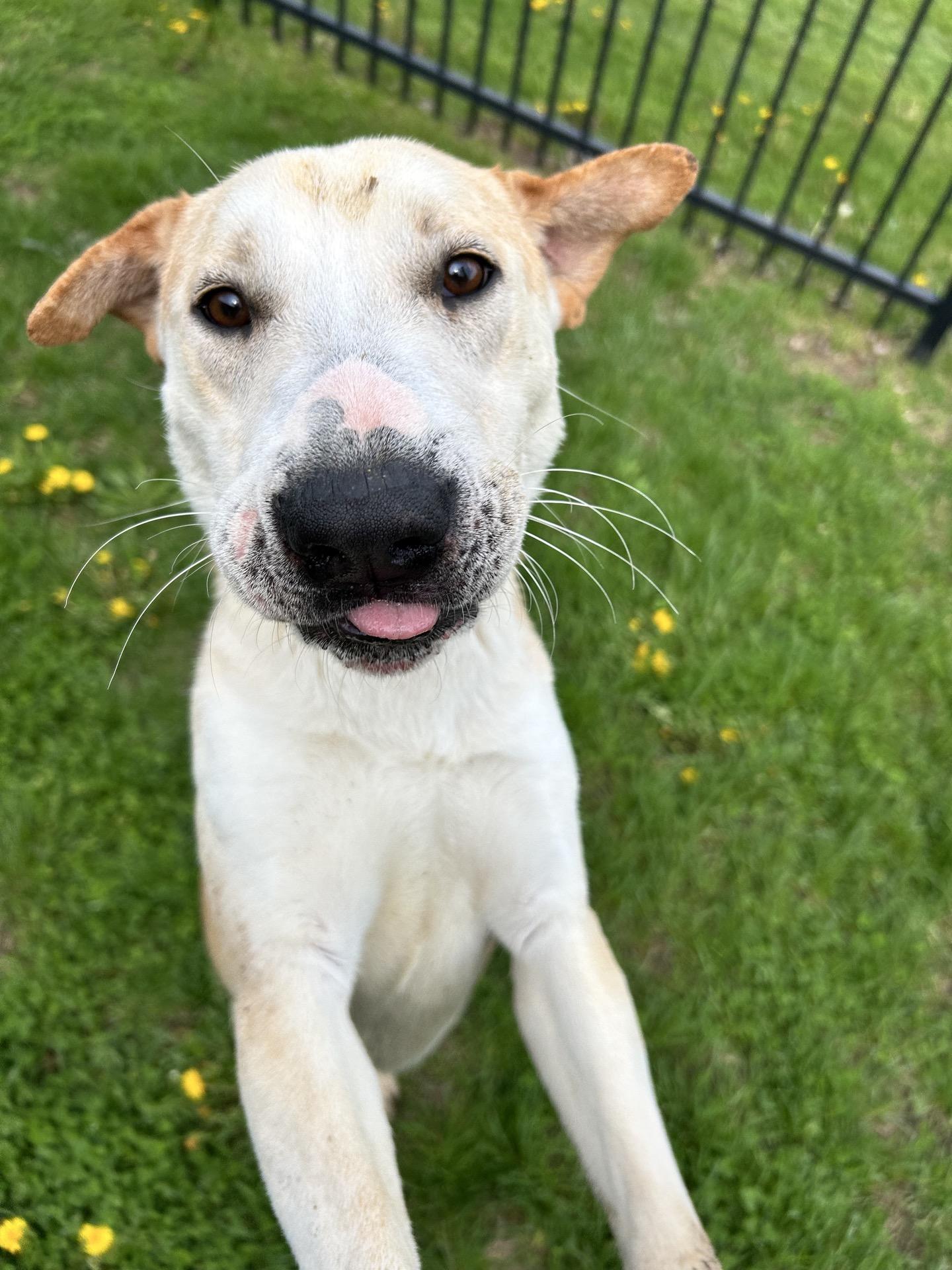 Enlarge Elijah, a Adoptable mixed breed in Valparaiso, IN image 3/6