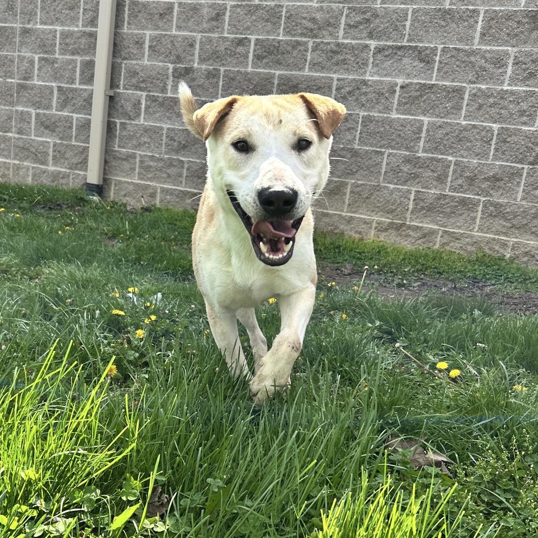 Elijah, Adoptable, Adult Male Shar-Pei.