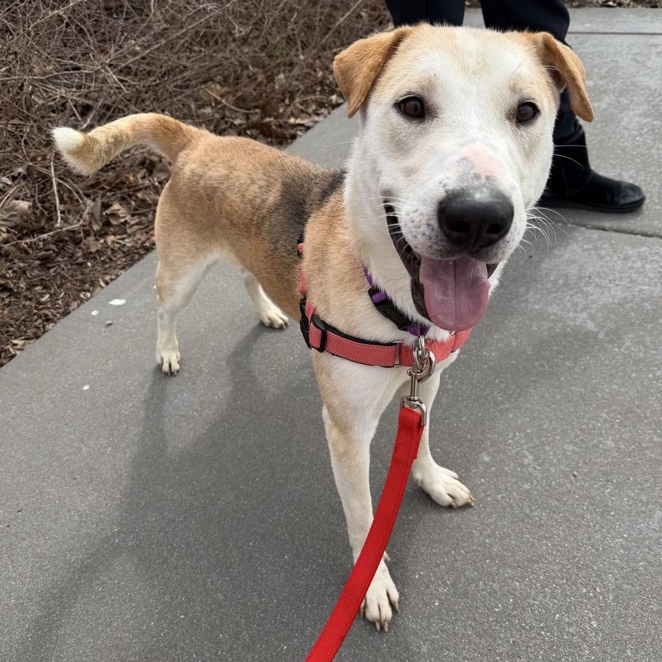 Enlarge Elijah, a Adoptable mixed breed in Valparaiso, IN image 4/6
