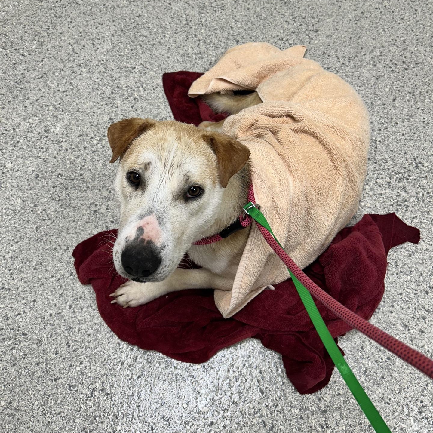 Enlarge Elijah, a Adoptable mixed breed in Valparaiso, IN image 6/6