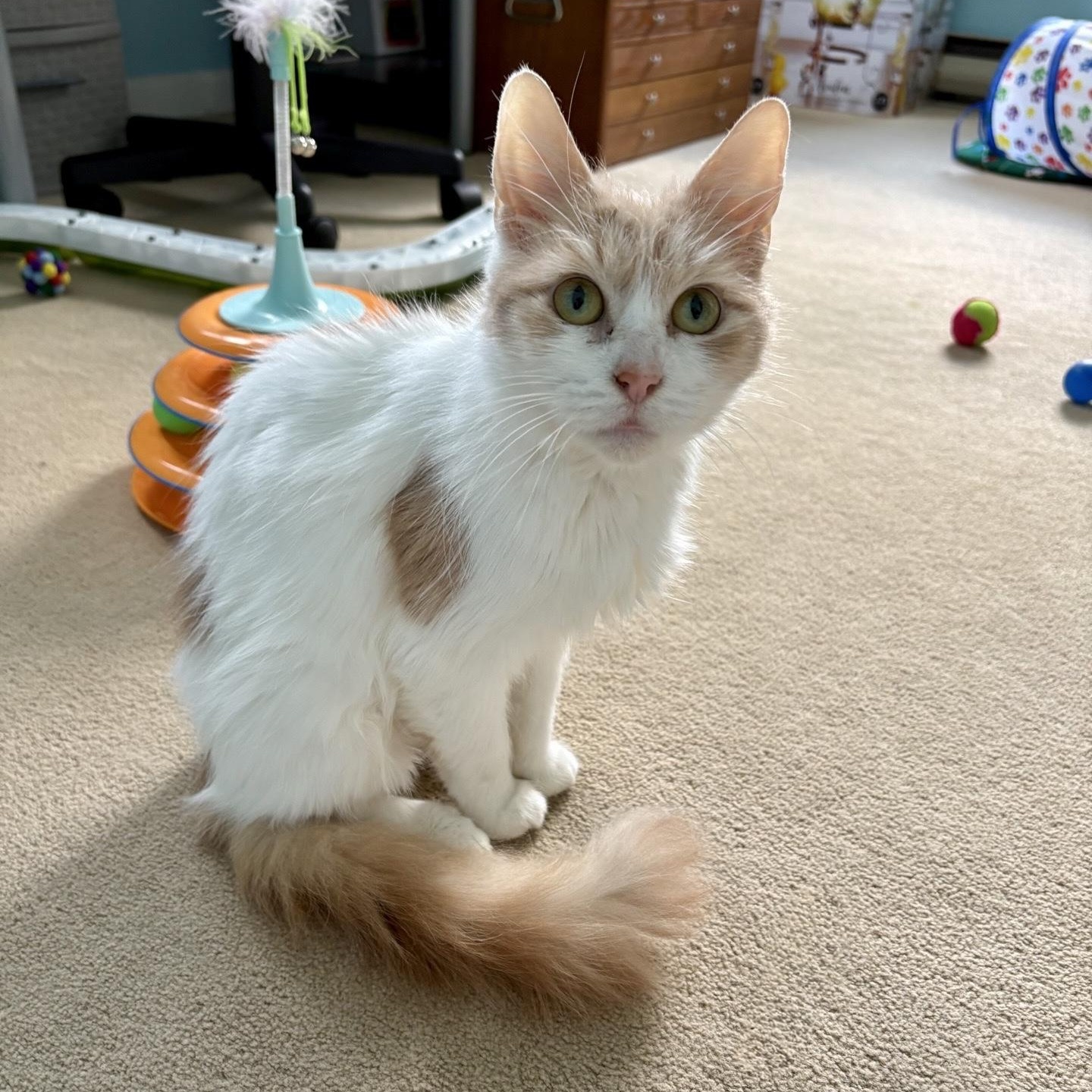 Enlarge Addie, a Adoptable Domestic Short Hair in Cortland, NY image 2/5