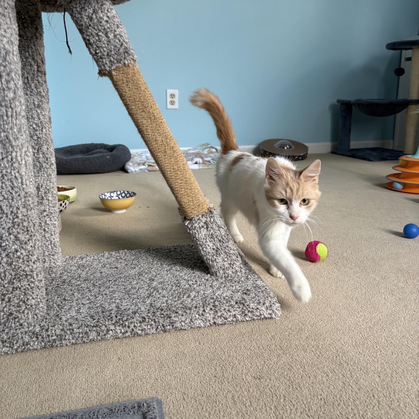 Enlarge Addie, a Adoptable Domestic Short Hair in Cortland, NY image 4/5