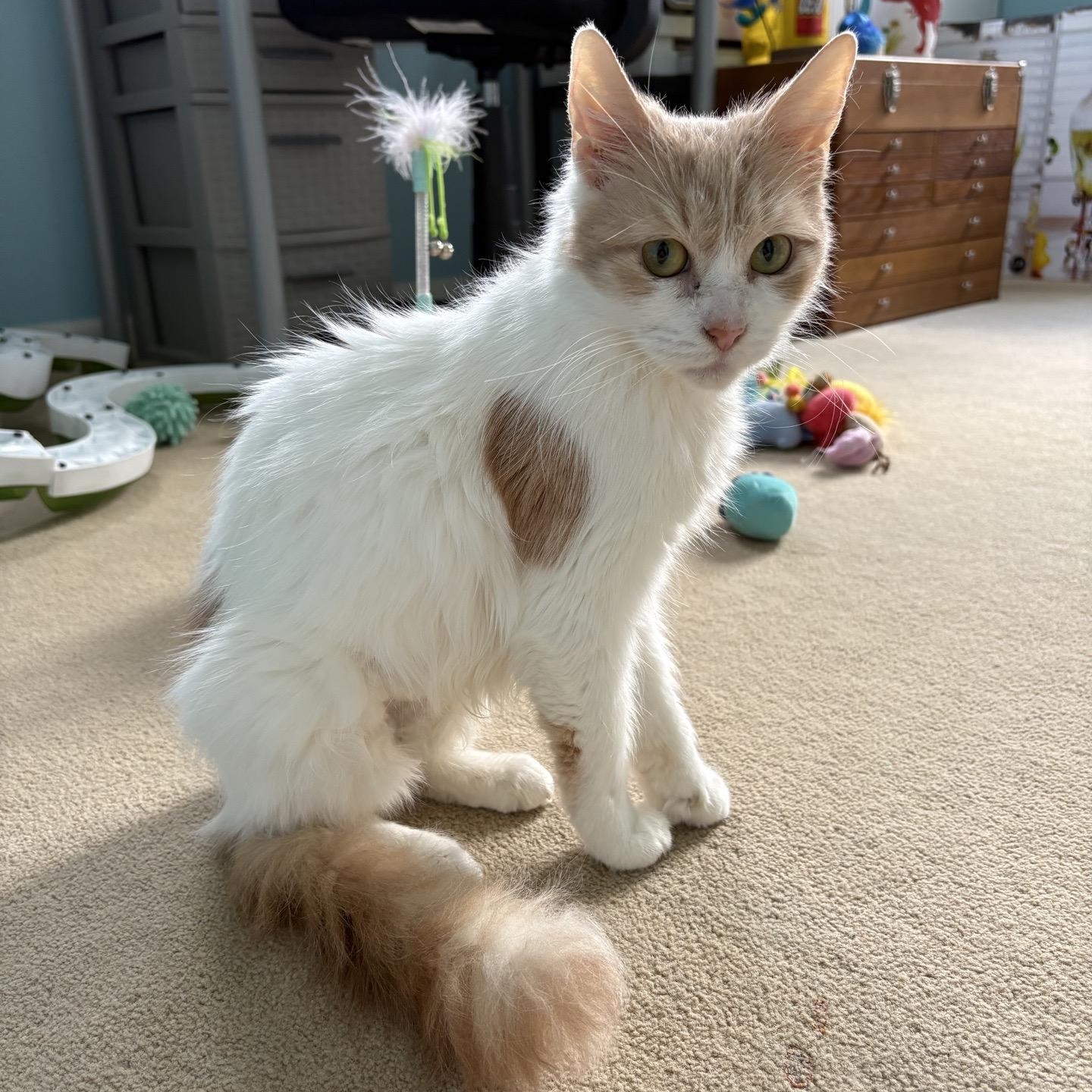 Enlarge Addie, a Adoptable Domestic Short Hair in Cortland, NY image 3/5