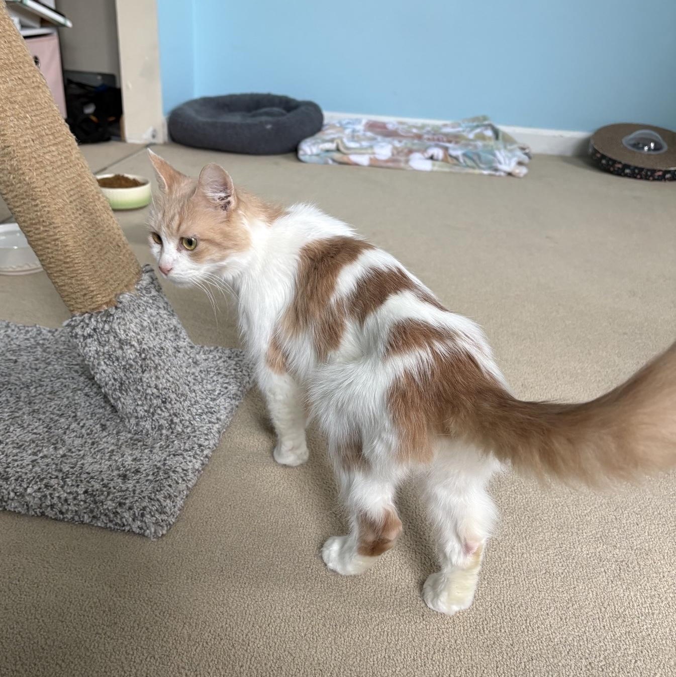 Enlarge Addie, a Adoptable Domestic Short Hair in Cortland, NY image 5/5