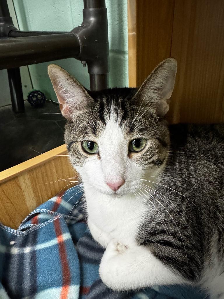 Theo, Adoptable, Young Male Domestic Short Hair.