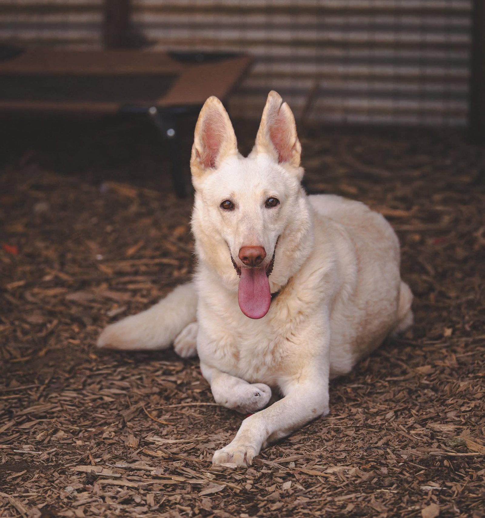 Enlarge Sugar:   Not at the shelter (Sierra), a Adoptable White German Shepherd in Rustburg, VA image 1/3